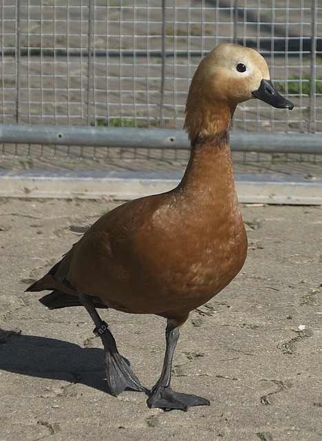 面对对方严