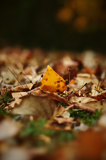 击败爵士队 击败爵士队